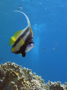 Poisson cocher shooter à Marsa Nakari by André Bruchez 